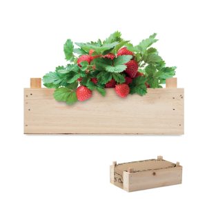 Graines de fraises dans une cai - STRAWBERRY