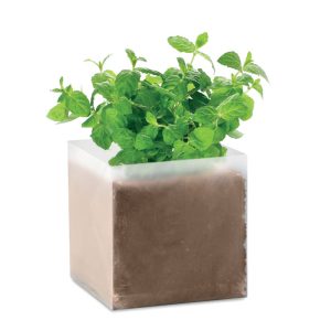 Substrat avec graines Menthe - MINT